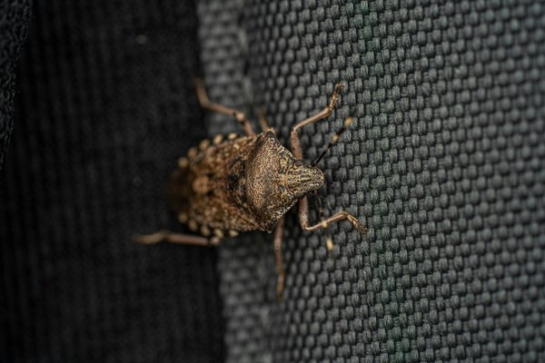 Morsures de punaises de lit : caractéristiques et solutions efficaces